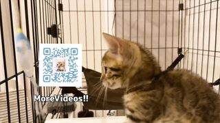 Playing with cute furry pussycat ... wholesome video that anyone can watch, not porn.