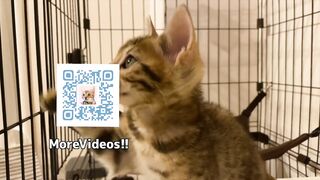 Playing with cute furry pussycat ... wholesome video that anyone can watch, not porn.