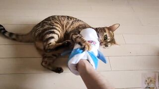 Pussycat playing in costume are the ultimate and perfect idols. OSHI NO KO HENTAI