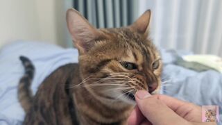 Sexy furry kitty tastes your stuff in bed.... The bed is sticky with her drool....