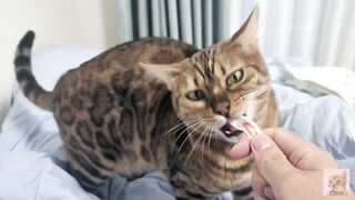 Sexy furry kitty tastes your stuff in bed.... The bed is sticky with her drool....