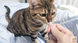 Sexy furry kitty tastes your stuff in bed.... The bed is sticky with her drool....