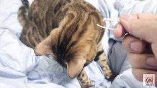 Sexy furry kitty tastes your stuff in bed.... The bed is sticky with her drool....