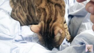 Sexy furry kitty tastes your stuff in bed.... The bed is sticky with her drool....