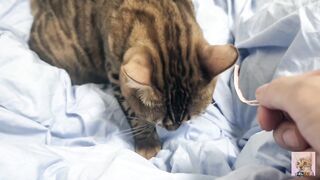 Sexy furry kitty tastes your stuff in bed.... The bed is sticky with her drool....