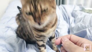 Sexy furry kitty tastes your stuff in bed.... The bed is sticky with her drool....