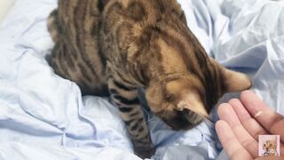 Sexy furry kitty tastes your stuff in bed.... The bed is sticky with her drool....