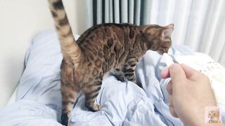 Sexy furry kitty tastes your stuff in bed.... The bed is sticky with her drool....