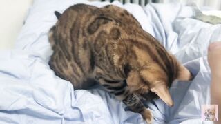 Sexy furry kitty tastes your stuff in bed.... The bed is sticky with her drool....