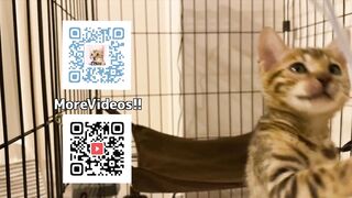 Sexy furry kitty tastes your stuff in bed.... The bed is sticky with her drool....