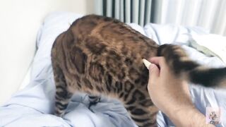 Sexy furry kitty tastes your stuff in bed.... The bed is sticky with her drool....