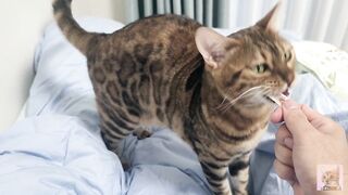 Sexy furry kitty tastes your stuff in bed.... The bed is sticky with her drool....