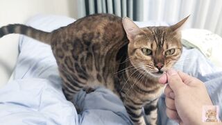 Sexy furry kitty tastes your stuff in bed.... The bed is sticky with her drool....